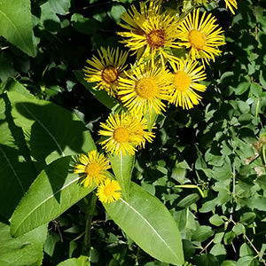 Inula Racemosa (Pushkarmool)