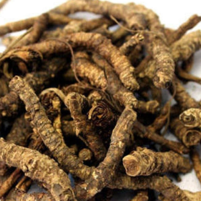 Kutki (Picrorhiza kurroa)