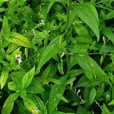 Kalmegh (Andrographis paniculata)