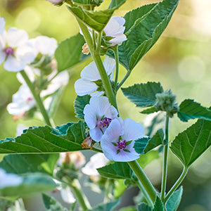 Marshmallow Leaf Extract