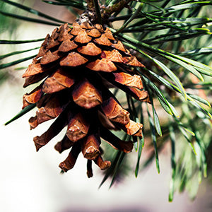Pine Bark Extract (OPC)