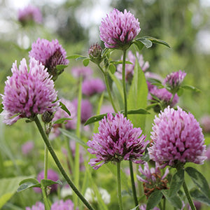 Red Clover Extract