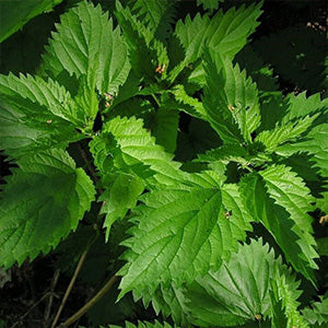 Stinging Nettle Root