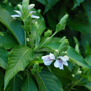 Vasaka Leaf (Adhatoda vasica)