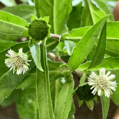 Bhringraj (Eclipta alba)