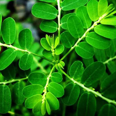Bhui Amla (Phyllanthus niruri)