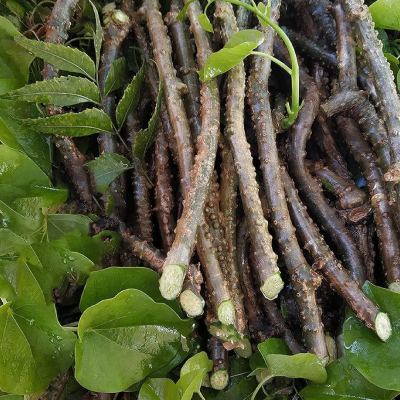 Giloy (Tinospora cordifolia)