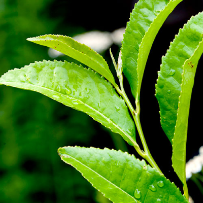 Green Tea Extract