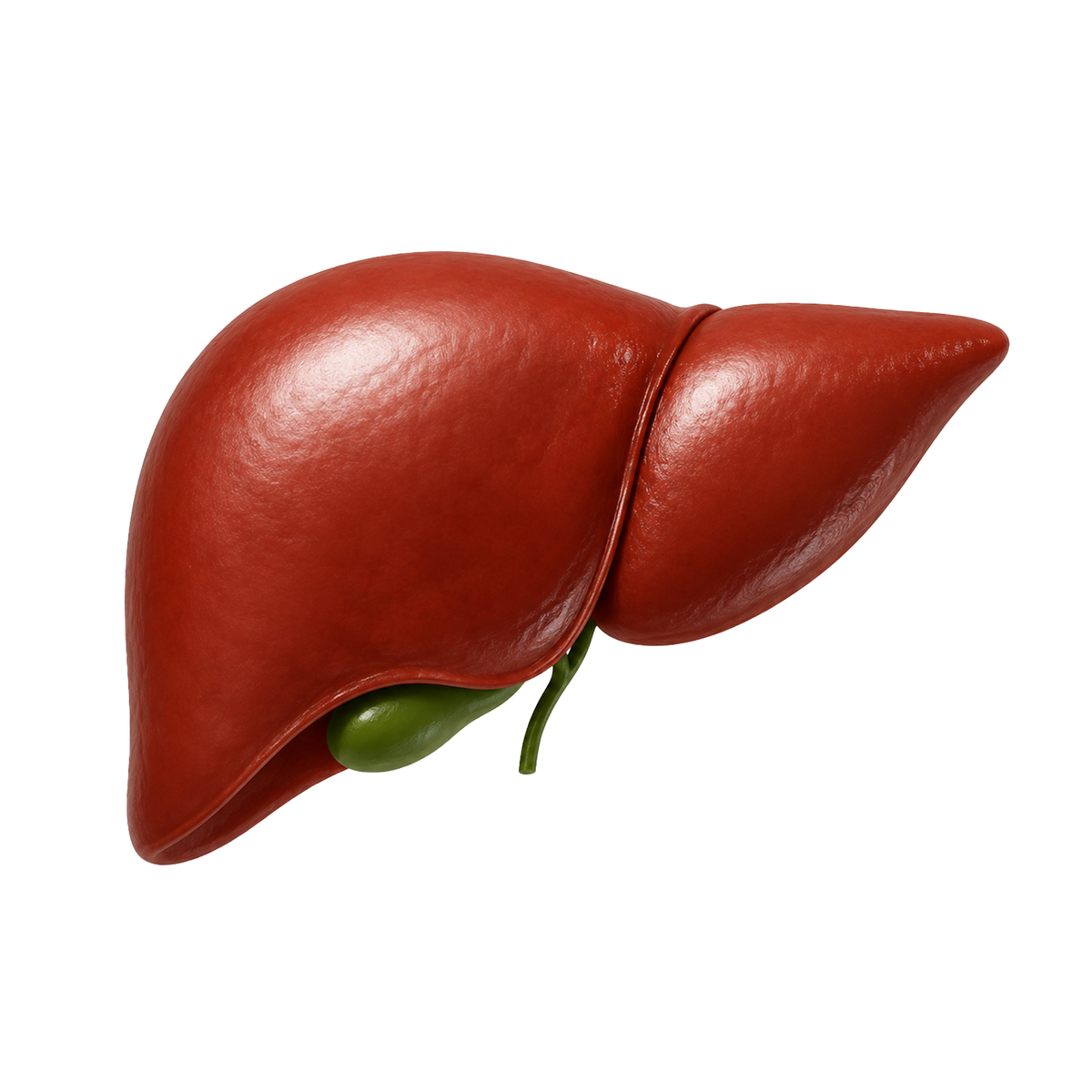 Damaged Organ