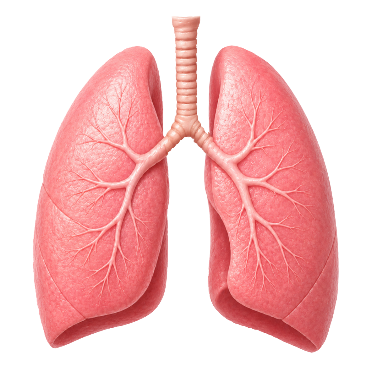 Clean Organ