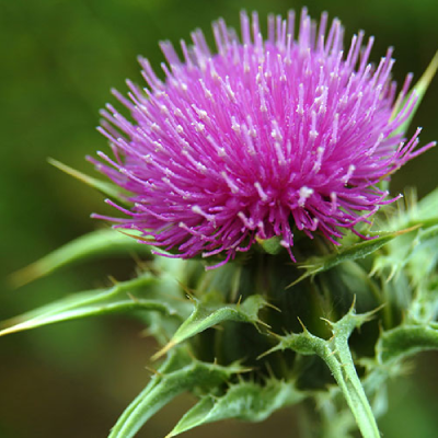 Milk Thistle (Silybum marianum)
