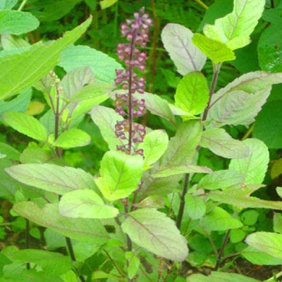Tulsi (Holy Basil)